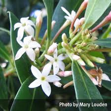 Image result for Acokanthera oblongifolia