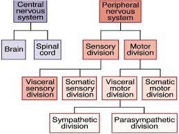 Pin On Physio Help
