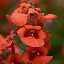 Image result for Diascia