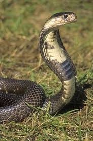 Monocled Cobra Naja Naja India Pet Snake Beautiful Snakes Reptiles And Amphibians