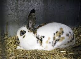 Black And White Spotted Rabbit Breeds Schweizer Dreifarbenkleinschecke Sempach 2 Animals Animals Beautiful Breeds