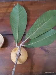 Image result for Pouteria altissima