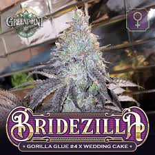 Seeds are easy to grow, require a reasonable amount of space, and give you an incredible yield. Bridezilla Cannabis Seeds Gg4 X Wedding Cake Greenpoint Seeds