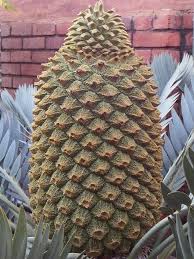 Image result for Encephalartos schmitzii
