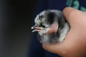 White Bird With Crazy Hair Baby Turken Bird Pen Animals Bird