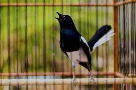 Download Suara Burung Kacer Full Isian Mp3 Terlengkap