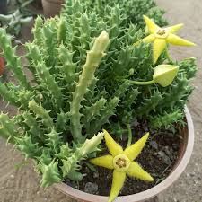 Image result for Orbea semota