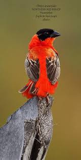 Look At The Birds Of The Air They Neither Sow Nor Reap Pin By Crystal Mcmurray On Look At The Birds Of The Air For They Neither Sow Nor Reap Nor Gather Into Barns But Their Heavenly Father Feeds Them Beautiful Birds Colorful