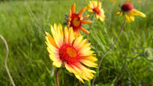 Will help you establish and maintain a native landscape, whether it be a prairie, savanna, woodland or wetland. A Treasure Hunt For Prairie Wildflowers Cool Green Science