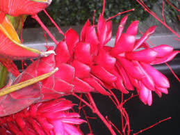 Dozens of people standing shoulder to police were called to the 2300 block of chestnut street where they found people not complying with the health ordinance to maintain social distance. San Francisco Flowers And Florist Reviews