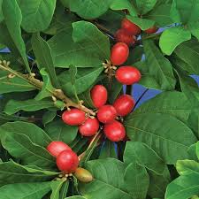 Bakeriella dulcifica, bumelia dulcifica, fruit miracle, fruit miraculeux, fruta milagrosa, miracle berry, miraculin, miraculous berry, richadellla miracle fruit is an evergreen shrub that grows in west africa. The Miracle Berry And Miraculin A Review Miracleberryandmiraculin