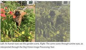 How A Dog Sees The World Kristin Moon Science
