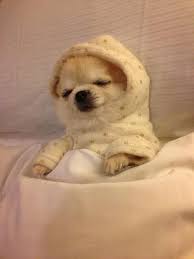 Sleepy Time Chihuahua Chihuahua Cute Baby Animals Cute Animals Cute Dogs