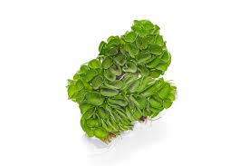 Image result for Salvinia hastata