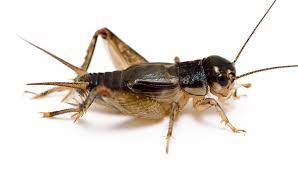 In the early 12th century the chinese people began holding cricket fights. Do Crickets Bite Common Symptoms Treatment How To Get Rid Of Them Pest Wiki
