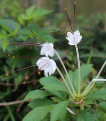 Image result for Clerodendrum incisum
