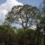 Image result for Marquesia macroura