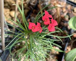 Image result for Euphorbia eylesii