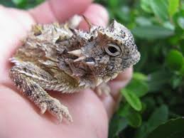 Short Horned Lizard National Geographic