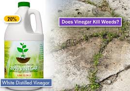 Plant radish seeds into the soil disk that's already in a container that's labeled. Does Vinegar Kill Weeds A Vinegar Weed Killer Recipe That Works
