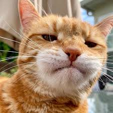 Eric The C At Cat Cats Me Catsagram Catstagram Instagood Kitten Kitty Kittens Pet Pets Animal Ani Foto Kucing Lucu Meme Binatang Humor Hewan