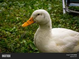 It is often known as the american pekin to distinguish it from the german pekin, a distinct and separate breed which derives from the same chinese stock but has di. Adult American Pekin Image Photo Free Trial Bigstock