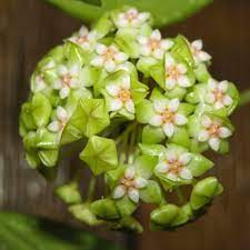 Pin On Hoya Plants