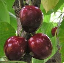 Cerisier Bigarreau Noire De Meched Taille En Gobelet En Pot Jardin Fruitier Cerisier Bigarreau Arbre Fruitier