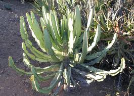 Image result for Euphorbia confinalis