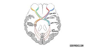 Image result for Visual Field Deficit