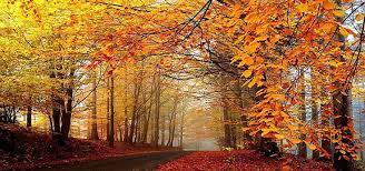Tree Autumn Fall Forest Background Autumn Landscape Autumn Scenery Scenery Wallpaper