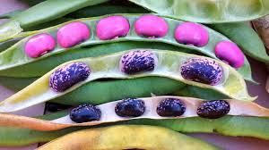 Maybe you would like to learn more about one of these? Scarlet Runner Beans Growing And Harvesting Scarlet Runner Beans Pnw Youtube