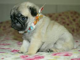 Lindas Pug S Femeas Adultas R Ofertas Vazlon Brasil