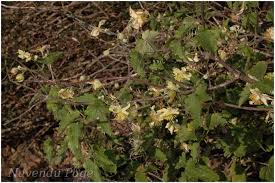 Image result for Clematis hirsuta