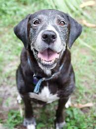 600+ rescues, shelters & sanctuaries in the u.s. Senior Paws Dog Rescue And Sanctuary Inc Reviews And Ratings Lake Park Fl Donate Volunteer Review Greatnonprofits