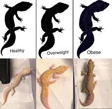 Leopard Gecko Male In 2020 Leopard Gecko Care Leopard Gecko Leopard Gecko Cute