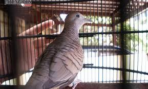 Selain kicauan yang menjadi daya tarik tersendiri, dari kalangan pecinta burung perkutut di pelihara juga karena hal mistis, seperti memelihara perkutut lokal. Berikut Sisi Mistis Di Balik Perkutut Lokal Jateng Pos