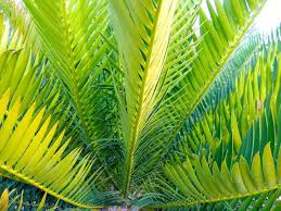 Image result for Encephalartos lebomboensis