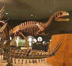 Pin By Paul White On Fossils Fossils Dinosaur Bird