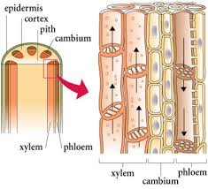 Mcq Biology Learning Biology Through Mcqs Biology Plants Plant Science Teaching Biology