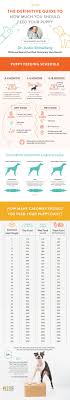 The Definitive Guide To How Much You Should Feed A Puppy