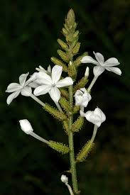Image result for Plumbago ituriensis