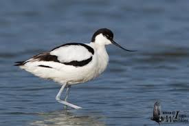 Image result for Erythrocephalum decipiens