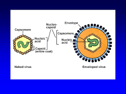 Viral shape is determined by the protein coat that encases and protects the viral genome. Viruses I What Are They And What Aren T They Ii Virus Structure And Classification Iii Viral Infection Herpesvirus Foot And Mouth Disease Virus Ebola Ppt Download