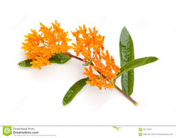 Butterfly Milkweed Stock Image Image Of Perennial Shaped 56173039