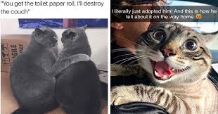 It's the day when we can sit back, relax and just have fun. I Can Has Cheezburger Caturday Funny Animals Online Cheezburger