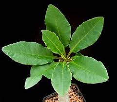 Image result for Euphorbia pseudopetiolata