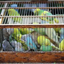 The map data and directions information is provided by a third party, pet stores near me has no control. Paris Bird Market Paris France Atlas Obscura