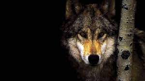 Explore wolf wallpaper hd on wallpapersafari | find more items about free wolf screensavers and wallpaper, free wolf pictures wallpaper, free wolf wallpaper for computer. Wallpaper 1920x1080 Wolf