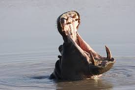 L Hippopotame Est Un Des Animaux Les Plus Dangereux D Afrique Instinct Animal